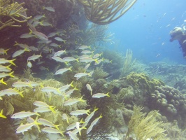 Yellowtail Snappers )with red filter)IMG 5561